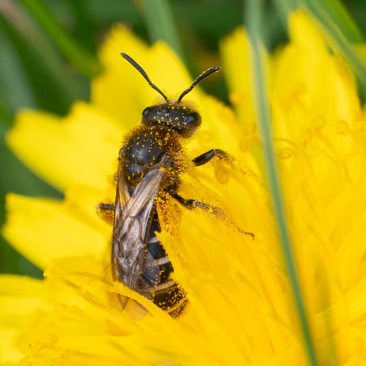 Halictus rubicundus (Orange-legged Furrow Bee).jpg